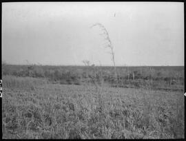 Roça de arroz à margem esqueda de um corrégo na Fazenda São Francisco - Uberaba (MG)