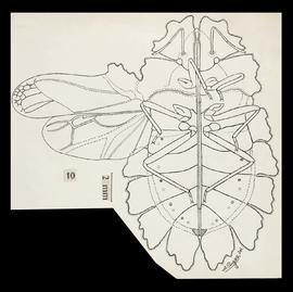 Phloeophana longirostris (Spinola, 1837)
