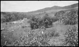 Restingas de mata aos fundos da casa onde residia Amélia Bárbara, na Fazenda das Posses - Passos ...
