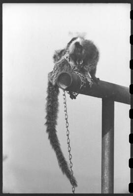 Callithrix pennicilata (mico)