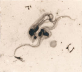 Estágio epimastigota em divisão binária em R. neglectus