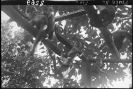 Grupo de macacos Cebus na gaiola