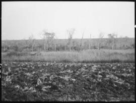 Campo em Uberaba - Uberaba (MG)
