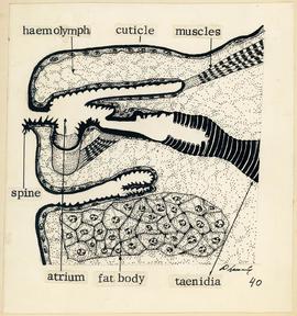 Corte histológico do espiráculo abdominal, mostrando sua estrutura