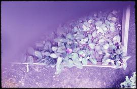 Flores, violeta