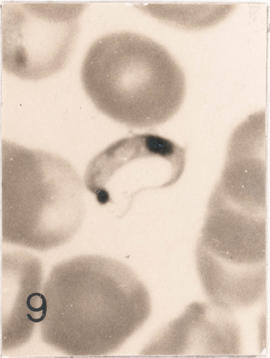 Tripomastigota sangüínea em porquinho-da-índia