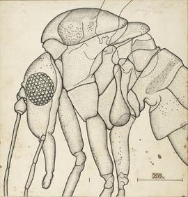 Flebotomus lenti, atual Lutzomyia lenti (Mangabeira, 1938)