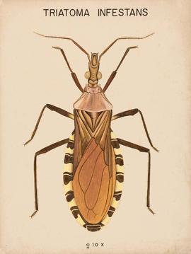 Triatoma infestans (Klug, 1834)