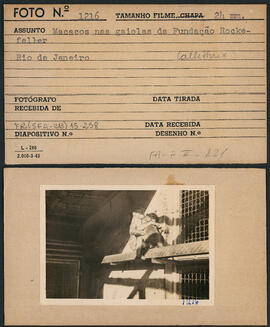 Macacos nas gaiolas do prédio da Fundação Rockefeller