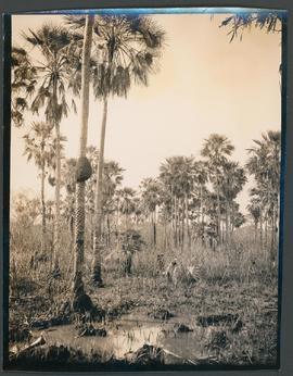 Vegetação nativa com palmeiras do tipo Carandá
