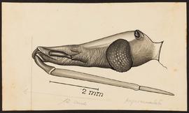 Eutriatoma nigromaculata Lent & Pifano, 1939, sinônimo de Triatoma nigromaculata (Stål, 1872)...
