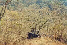 Aspectos geográficos do local de coleta, relevo e vegetação