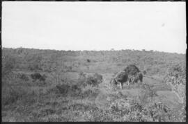 Campo cerrado - Campo Belo (MG)