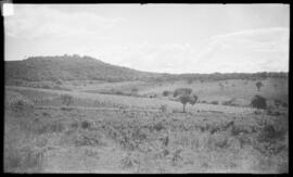 Arrozal - Passos (MG)