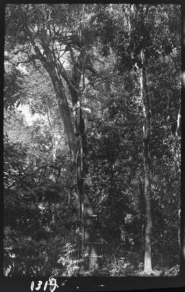 Armadilhas nas árvores