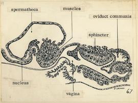 Espermatozóides e vagina no nono segmento abdominal