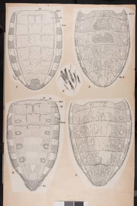 Microtomus conspicillaris (Drury, 1782)