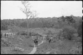 Bois em frente à casa na Fazenda dos Neves - Campo Belo (MG)
