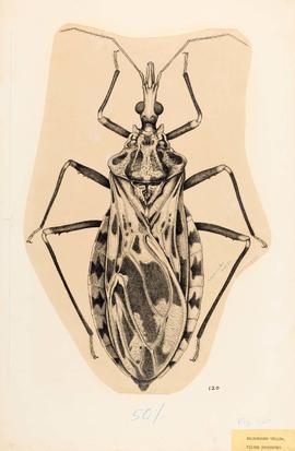 Eutriatoma nigromaculata Lent & Pifano, 1939, sinônimo de Triatoma nigromaculata (Stål, 1872)
