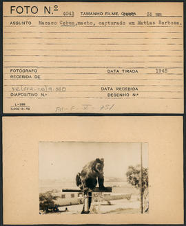 Macaco Cebus macho, capturado em Matias Barbosa (MG)