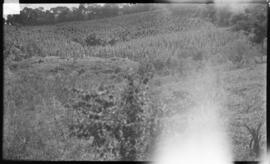 Cafezal próximo à mata - Jacuí (MG)