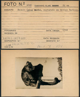 Macaco Cebus macho, capturado em Matias Barbosa (MG)