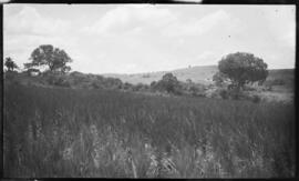 Roça de arroz - Passos (MG)