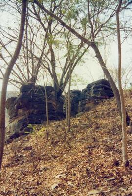 Aspectos geográficos do local de coleta, relevo e vegetação