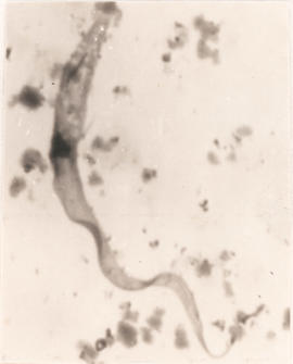 Estágio de epimastigota observado em T. rubrovaria