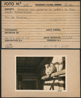 Macacos nas gaiolas do prédio da Fundação Rockefeller