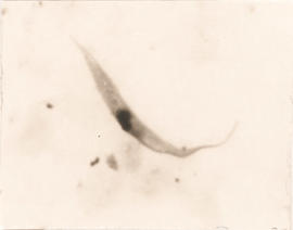 Estágio de epimastigota observado em R. neglectus