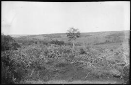 Vista do rio Uberaba e da restinga de mata que o acompanha, na Fazenda São Felix - Uberaba (MG)