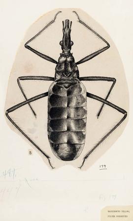 Triatomaptera porteri Neiva & Lent, 1940, sinônimo de Mepraia spinolai Porter, 1934