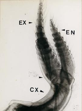 Detalhes de espécime