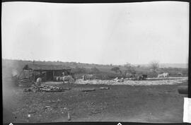 Gados em engenho - Uberaba (MG)