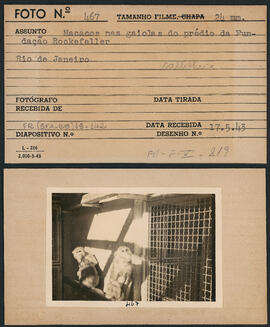 Macacos nas gaiolas do prédio da Fundação Rockefeller