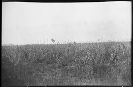 Canavial próximo à mata onde foi feita uma captura positiva - Uberaba (MG)