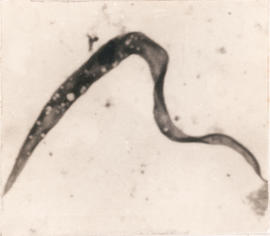Estágio de epimastigota observado em T. brasiliensis