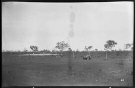 Roça de arroz onde foram encontrados culex e anofelinos em pegadas de animais - Uberaba (MG)