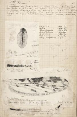 Página de livro de protocolo com anotações e desenhos de ovo, palpo, asa e pata de fêmea de Anoph...